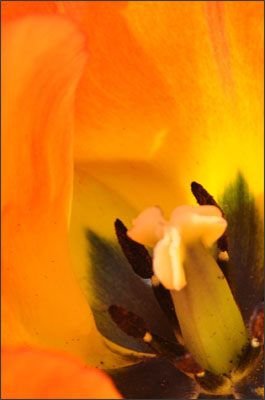 PL_billet8_tulipe2.jpg