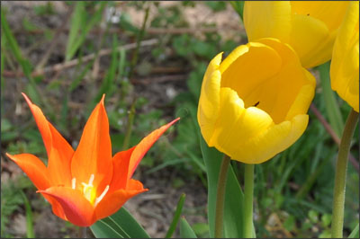 PL_billet8_tulipe4.jpg