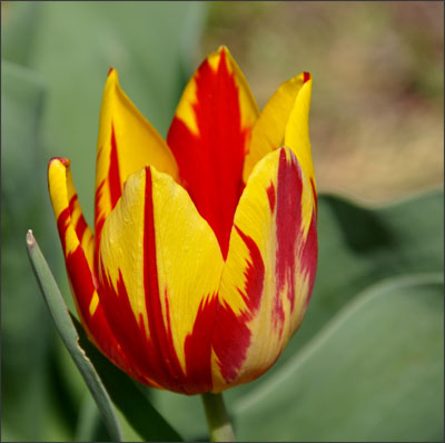 PL_billet8_tulipe5.jpg