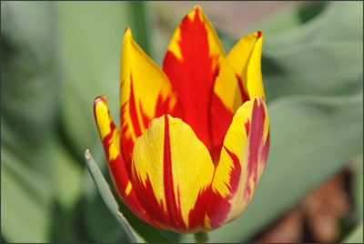 PL_billet8_tulipe6.jpg